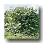 TreeLogoSymbolHawthorn.jpg