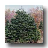 TreeLogoSymbolSilverFir.jpg