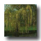 TreeLogoSymbolWillow